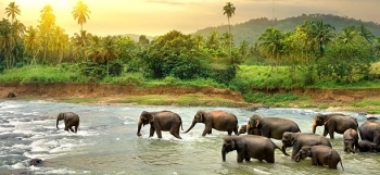 SRILANKA 7 DAYS TOUR 