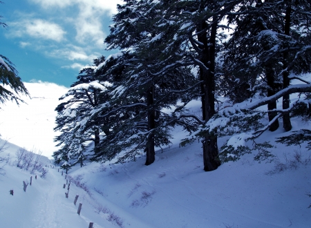 CEDARS - EHDEN - BECHARREH - BNASHII LAKE 