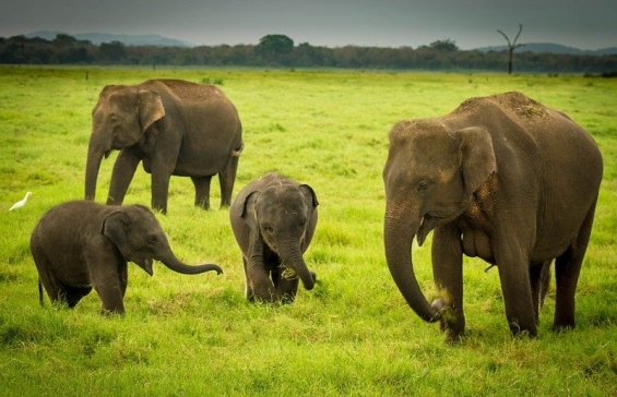 AMAZING SRI-LANKA