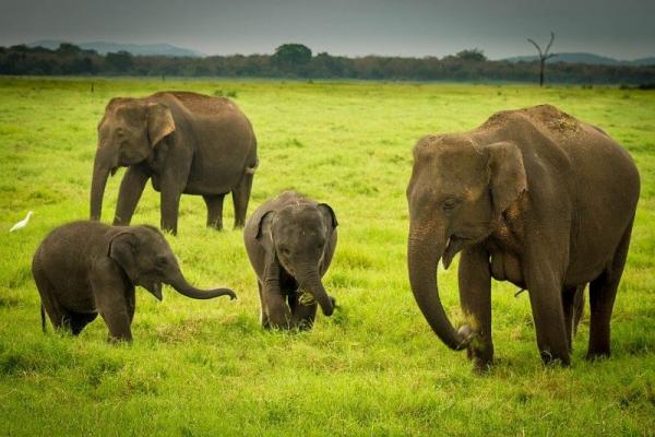 AMAZING SRI-LANKA