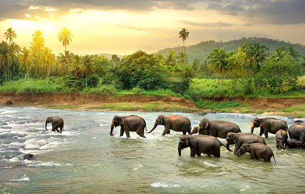 SRILANKA 7 DAYS TOUR 