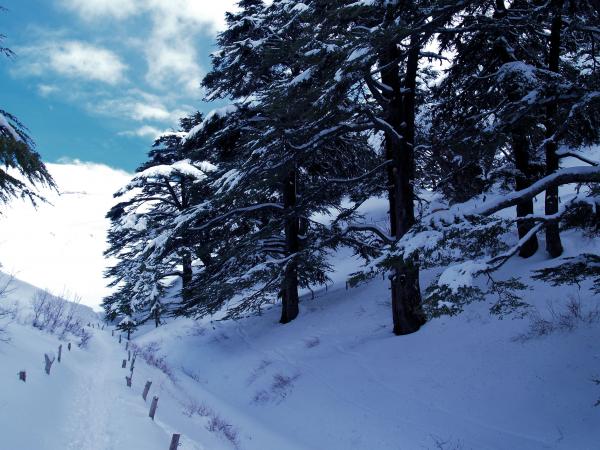 CEDARS - EHDEN - BECHARREH - BNASHII LAKE 